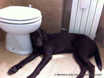 This photo has nothing to do with the post, but my dog is cute... and there's a toilet.