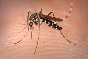 Zanzare Tigre - Tiger Mosquito - Wiki