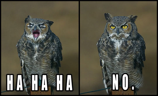 [Image: owl-laugh-hahaha-no.jpg]